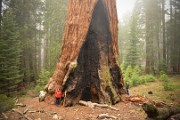 Sequoia národní park