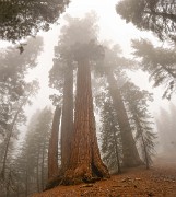 Sequoia národní park (2)