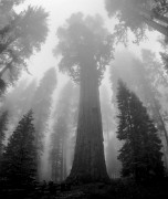 Sequoia národní park (3)